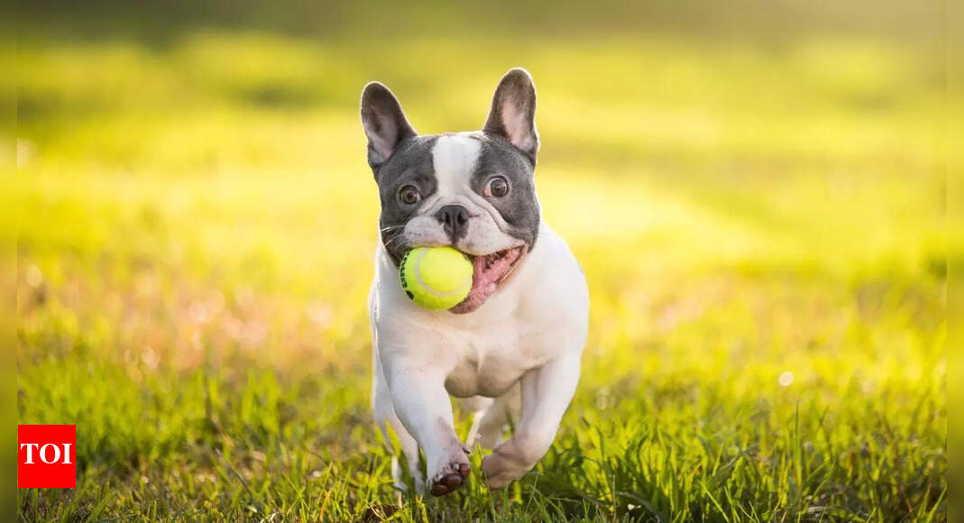 View of 5 low-maintenance dog breeds for busy professionals | - Times of India