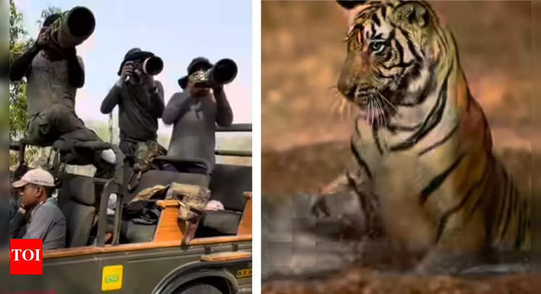 Tigress Riddhi and Cubs Relax in Ranthambore Waterhole