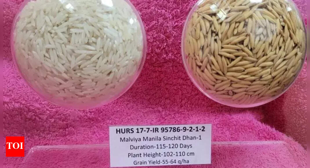 Govt releases new rice variety for UP, Bihar & Odisha farmers ...