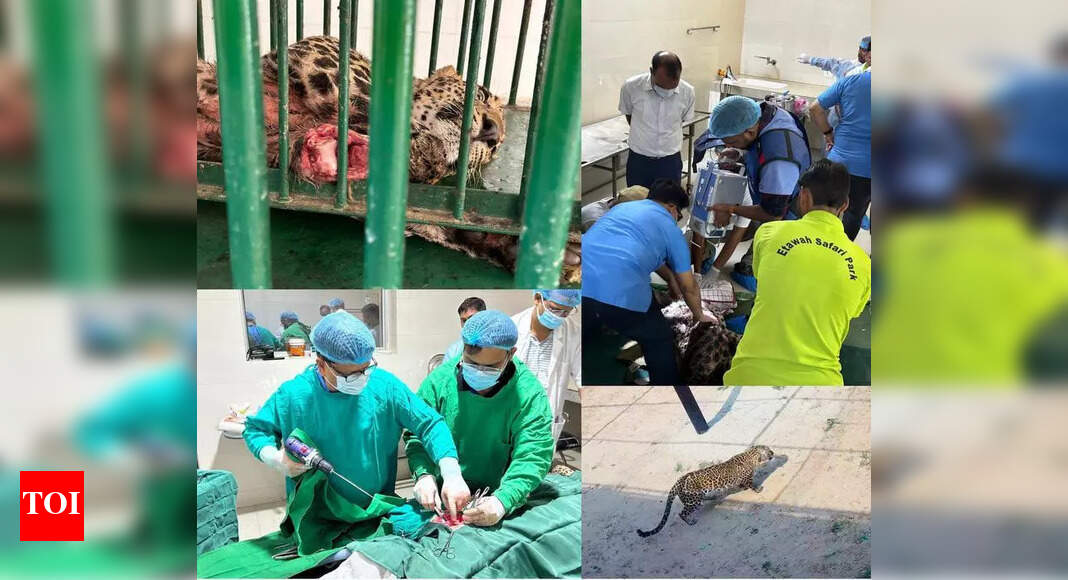 Injured Leopard Recovered After Treatment by Veterinary Team