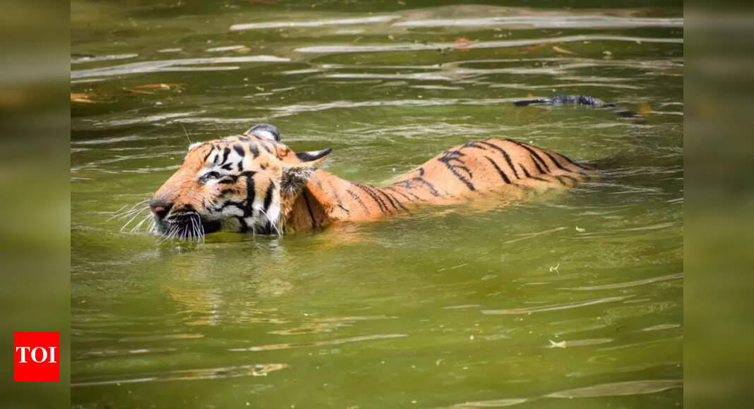 Tiger Spotted, Makes Kill in Gujarat's Ratanmahal Forests