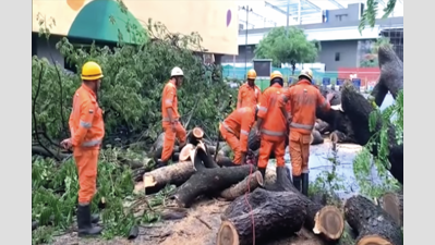 Tree crashes near Santa Monica jetty in city at 4.30am, no injuries reported