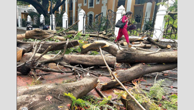 Downpour uproots trees, disrupts life