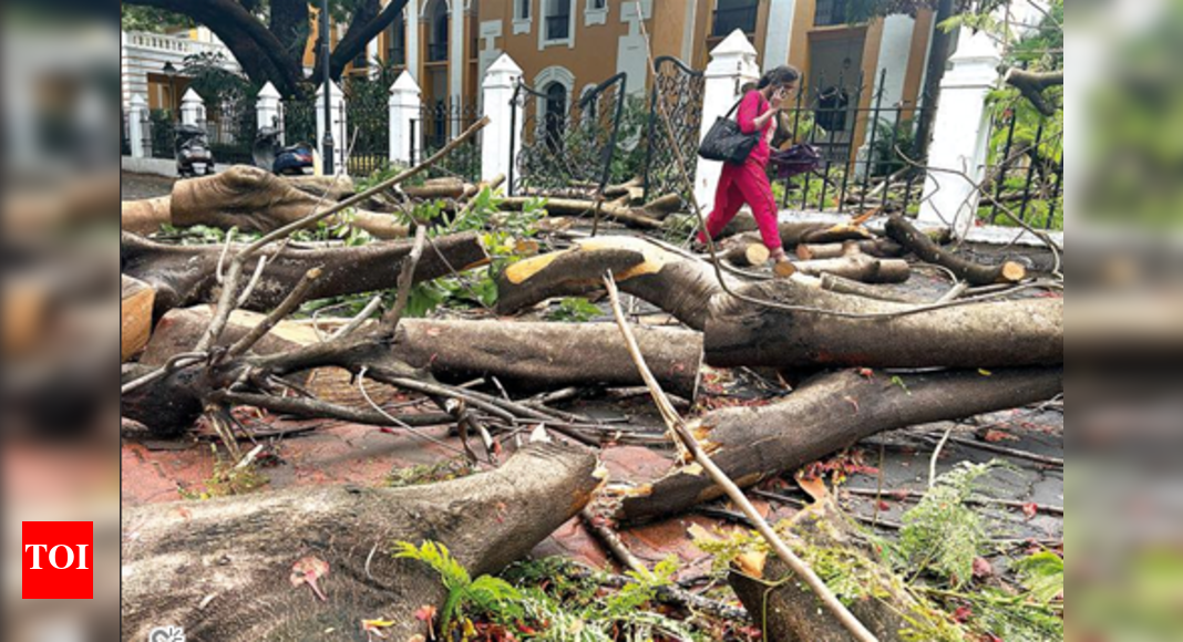Goa Faces Chaos as Downpour Uproots Trees and Disrupts Life