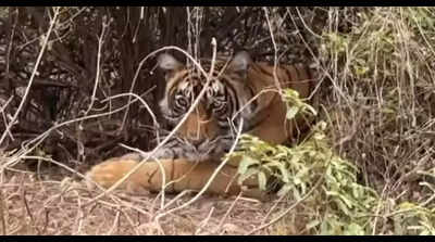 New tigress replaces Kankati at R’bore fort