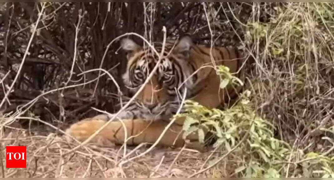 Tiger-Pilgrim Conflict Persists at Ranthambore Fort