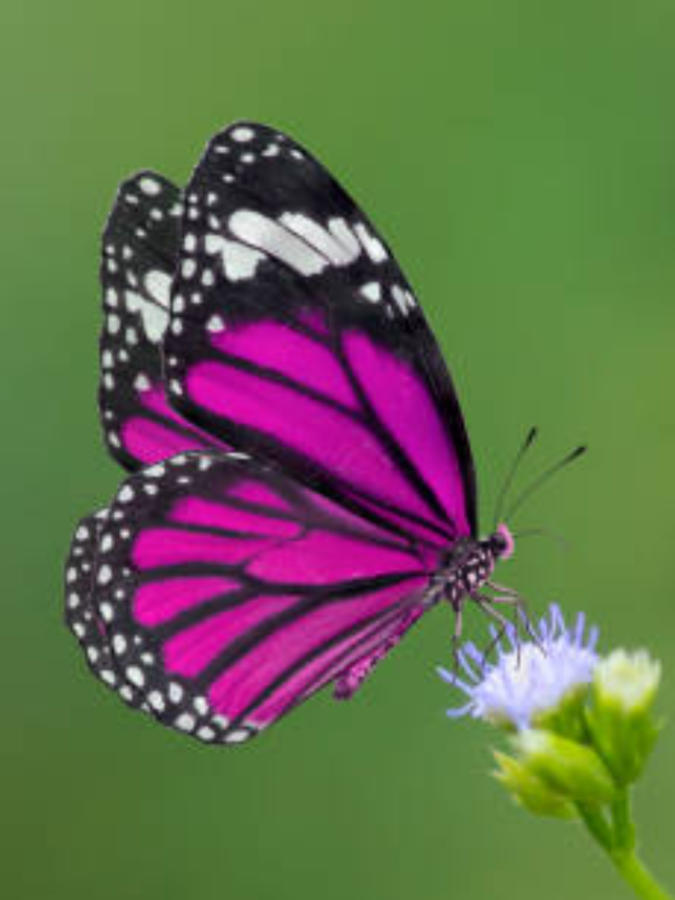 7 most beautiful butterflies in the world | Times of India 