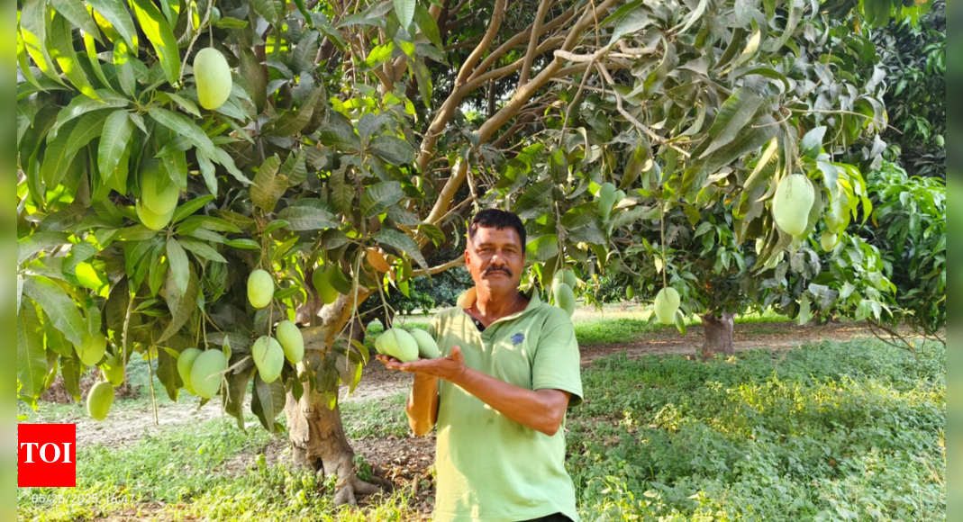 UP Mangoes: Dussehri and Chausa Gain Popularity in Gulf Markets