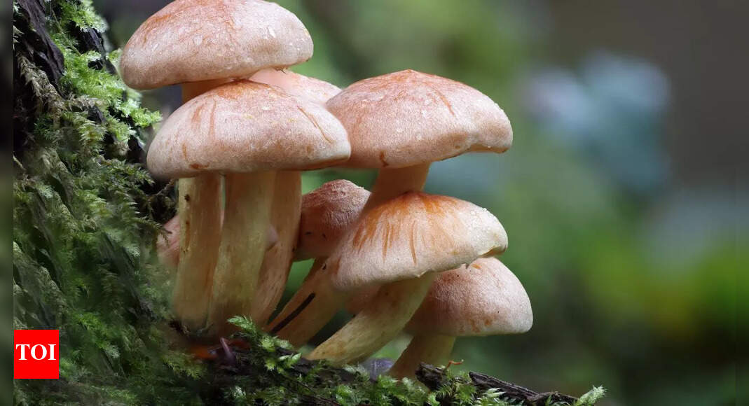 Mushrooms Might 'Talk': Study Suggests Fungi Possess a Language-Like System