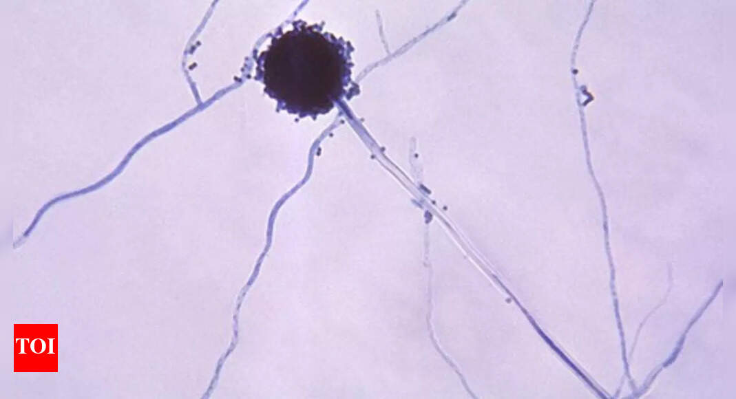 Global pandemic warning: Aspergillus deadly fungus mirrors HBO’s ‘The Last of Us’ | - Times of India