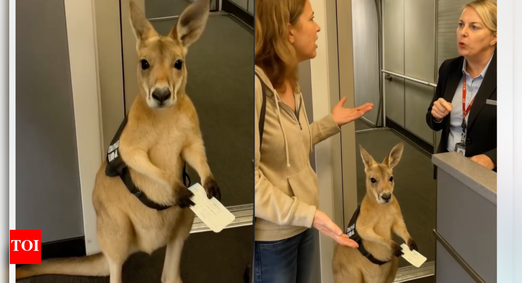 AI-Generated Kangaroo Airport Video Draws Skepticism and Concerns