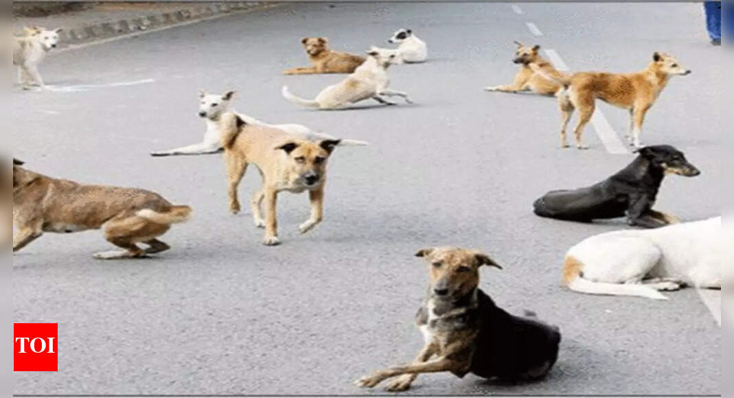 Coimbatore Corporation Vaccinates Stray Dogs Against Rabies