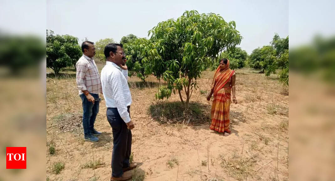 Woman Transforms Barren Land into Successful Orchard