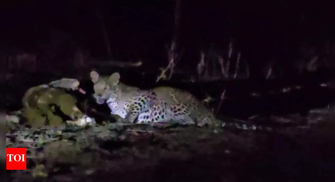 Leopard Feeding Video Goes Viral in Devgadhbaria, India