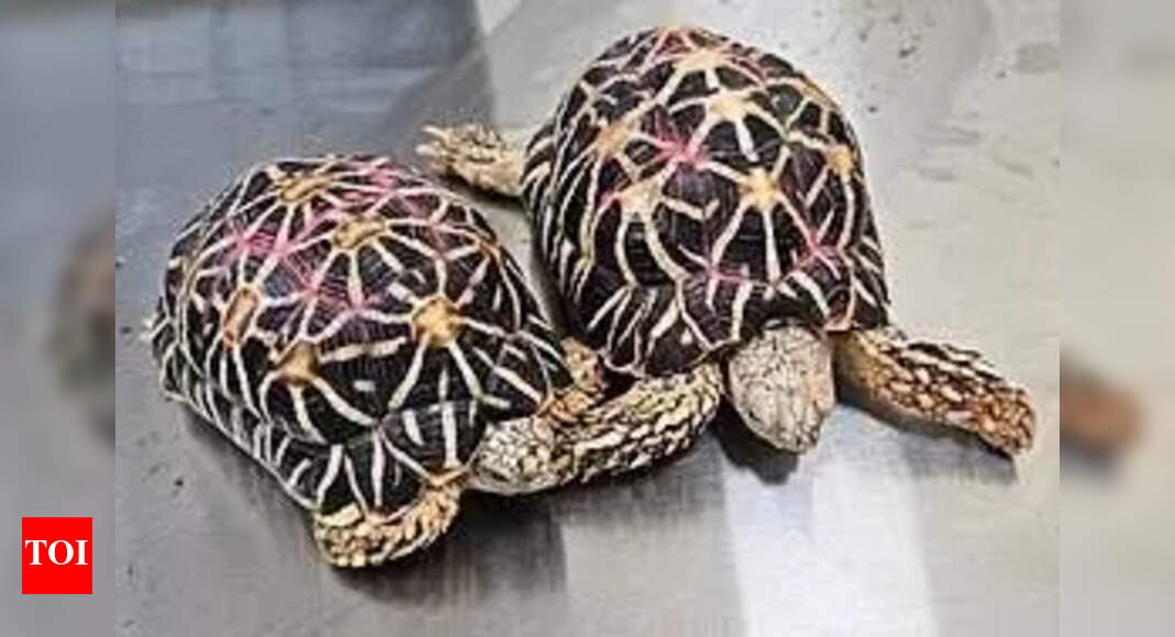 Mumbai Man Booked for Possessing Rare Star Tortoises