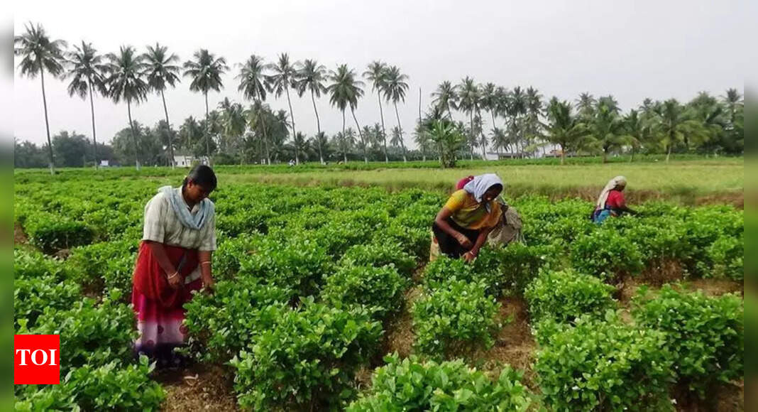 Krishnagiri Jasmine Farmers Face Losses Due to Rainfall