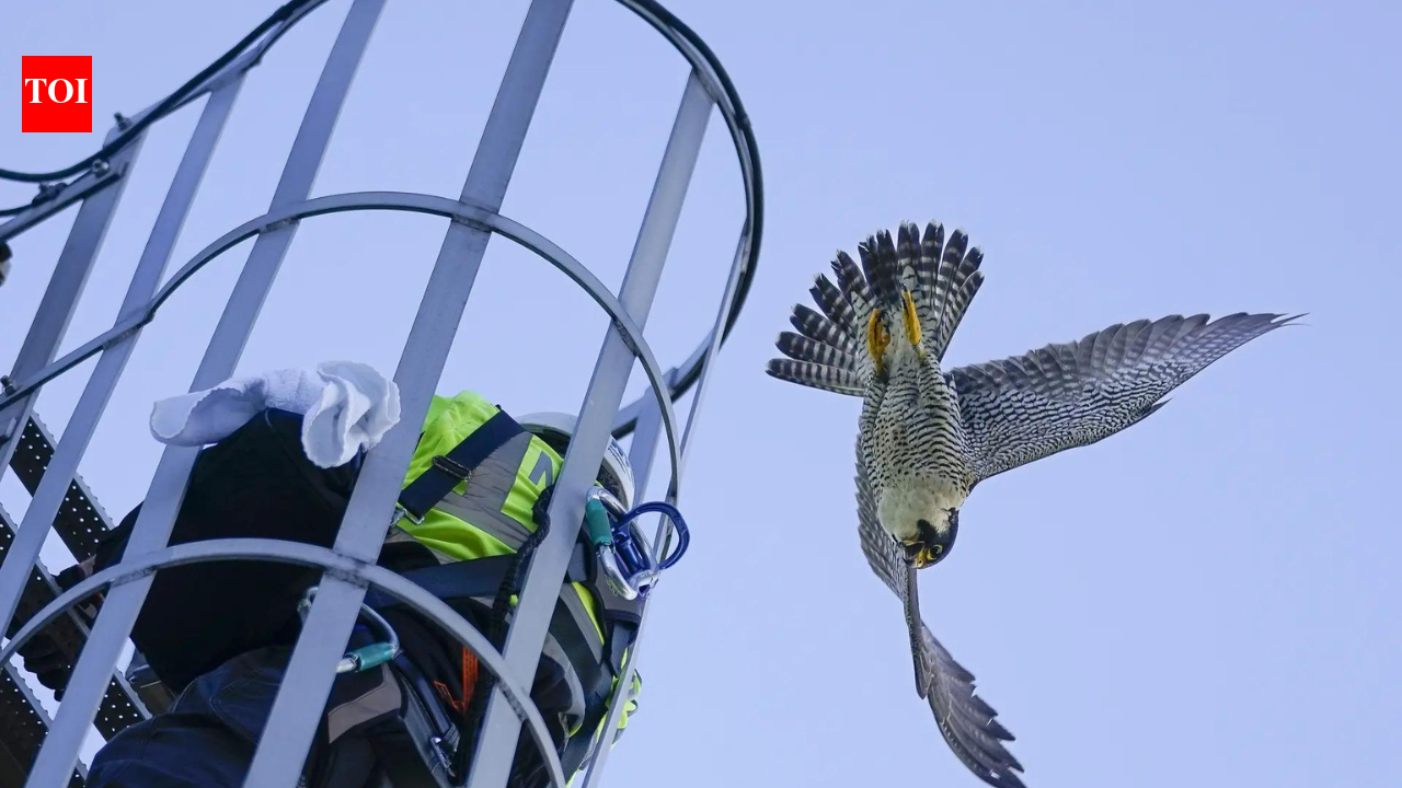 US peregrine falcons: World's fastest bird has acclimated well to ...