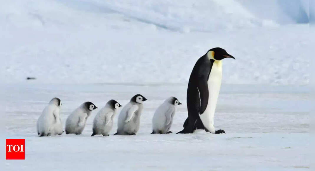 Can Penguin Poop Save Antarctica from Climate Change?