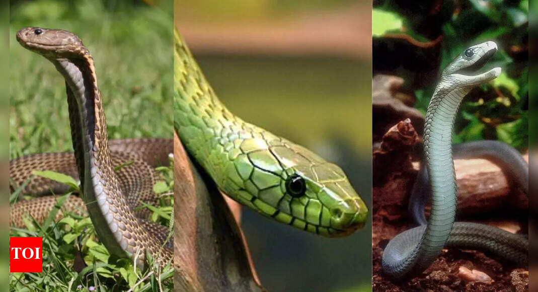 7 jawdropping facts about snakes that are lesser known by humans