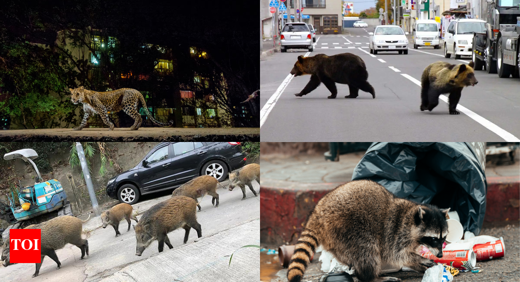 Urban city habitat with wildlife