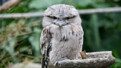 5 unique birds that are excellent at hiding