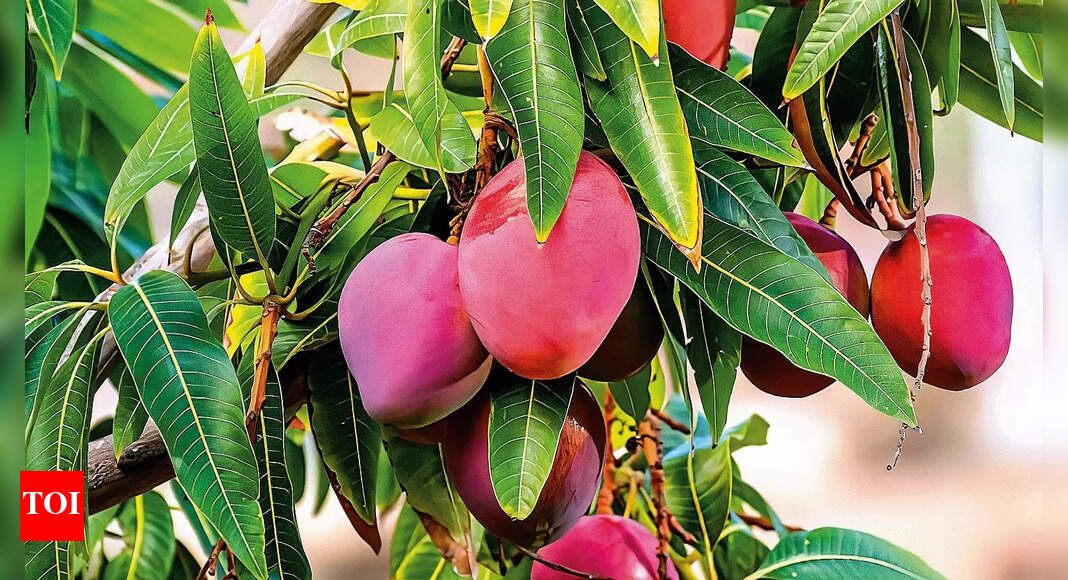 Bengaluru Welcomes Exotic Mangoes, Despite High Prices