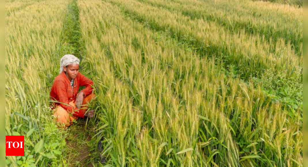 Bonanza for farmers: Government hikes MSP for Kharif crops, extends facility for low-interest loans – Times of India