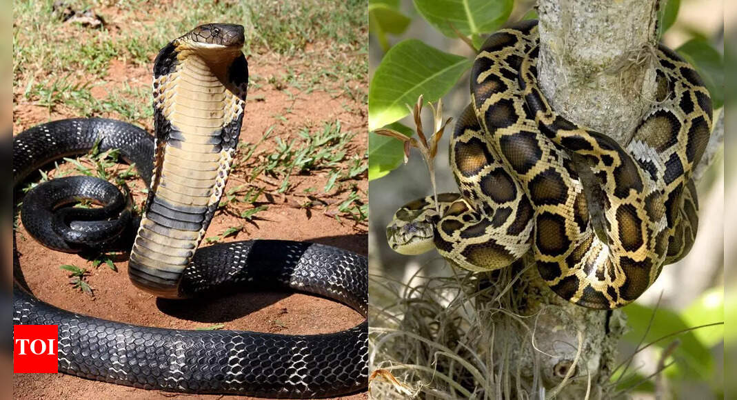 Cobra vs. Python: Which one is more dangerous according to the key traits and characteristics