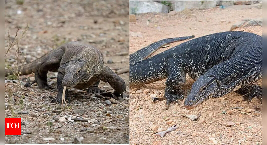 Komodo Dragons vs Monitor Lizards: Key Differences Explained