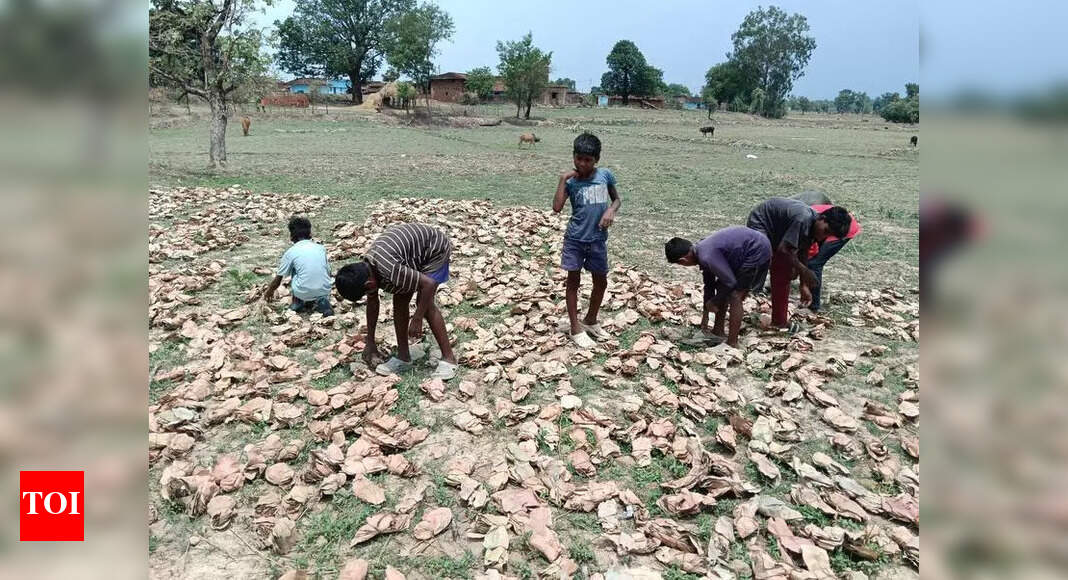 Child Labour Persists in Garhwa Tendu Leaf Centers