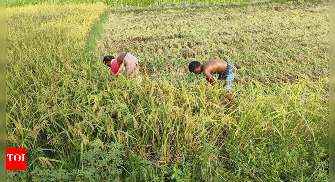 Bihar Anticipates Above-Normal Rainfall in June