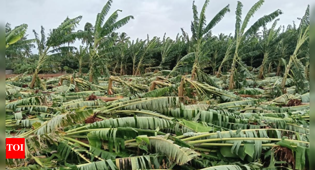 Rain damage assessment under way in Coimbatore district