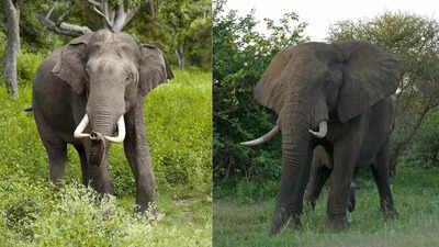  Know the key differences on the basis of habitat, features and more