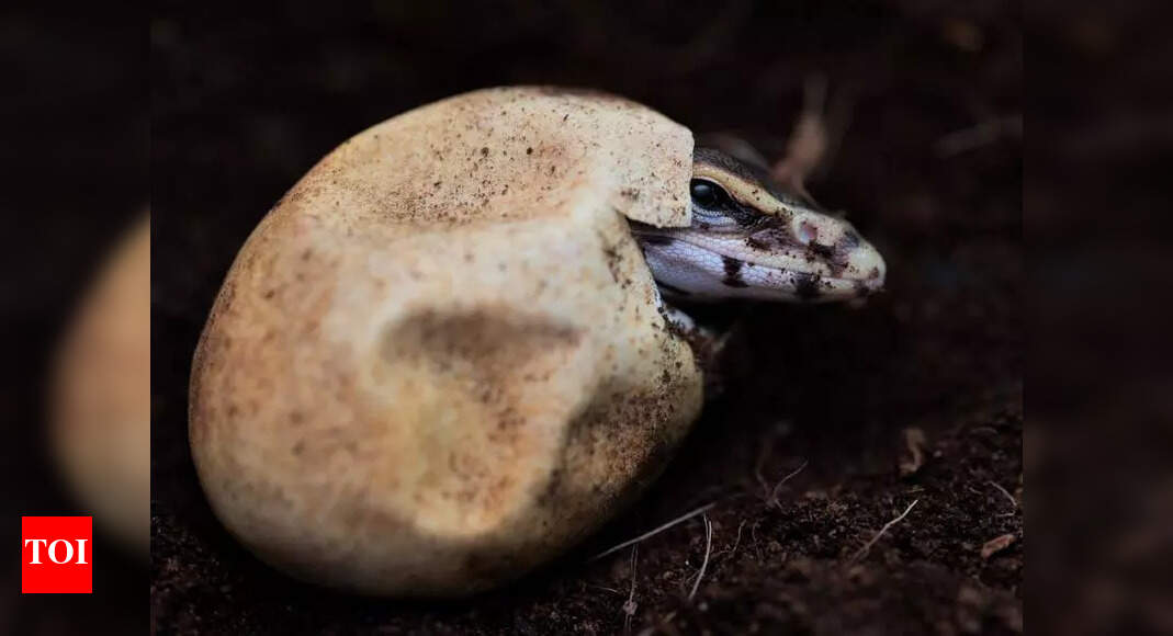 Monitor Lizard Eggs Hatch After Being Found in Mumbai Drain