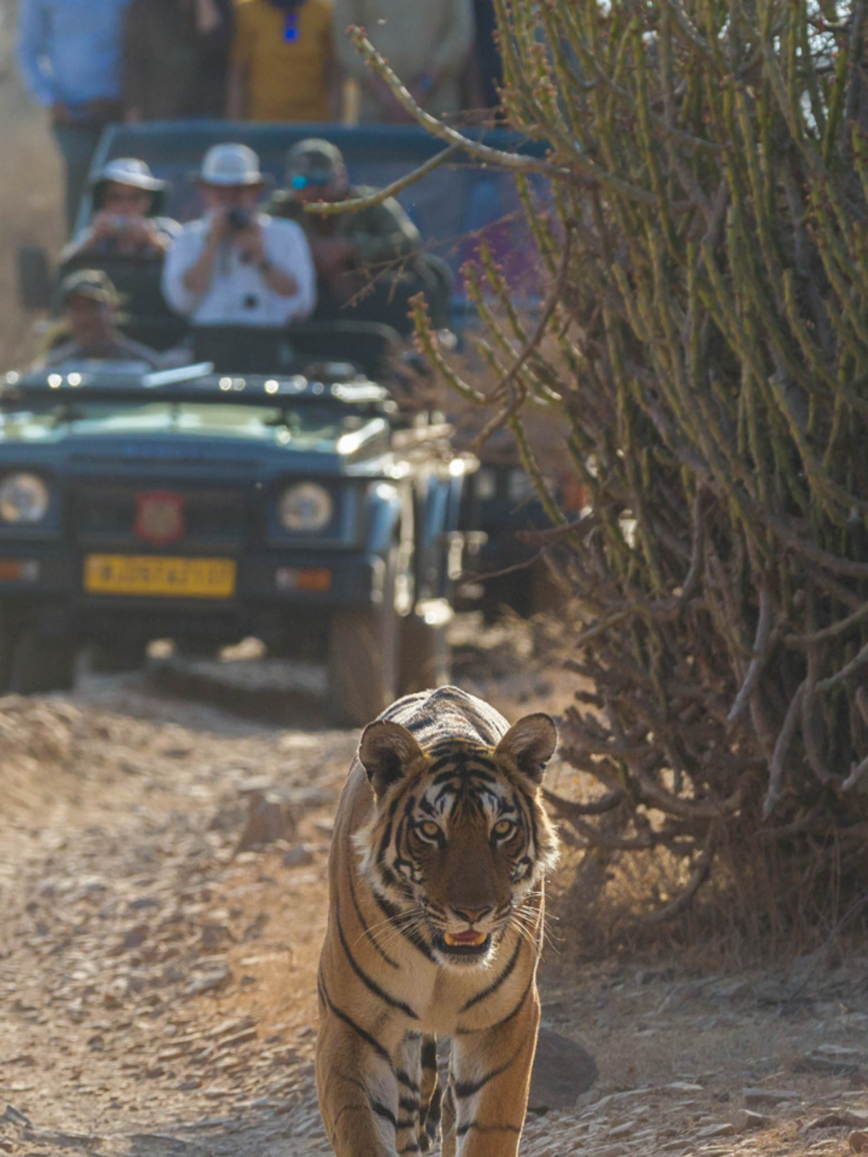8 best national parks in India to spot a Bengal tiger