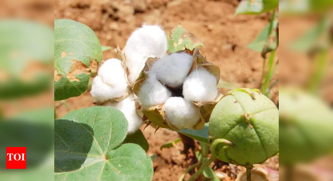 Telangana Farmers Suffer Due to Substandard Seeds and Lax Laws