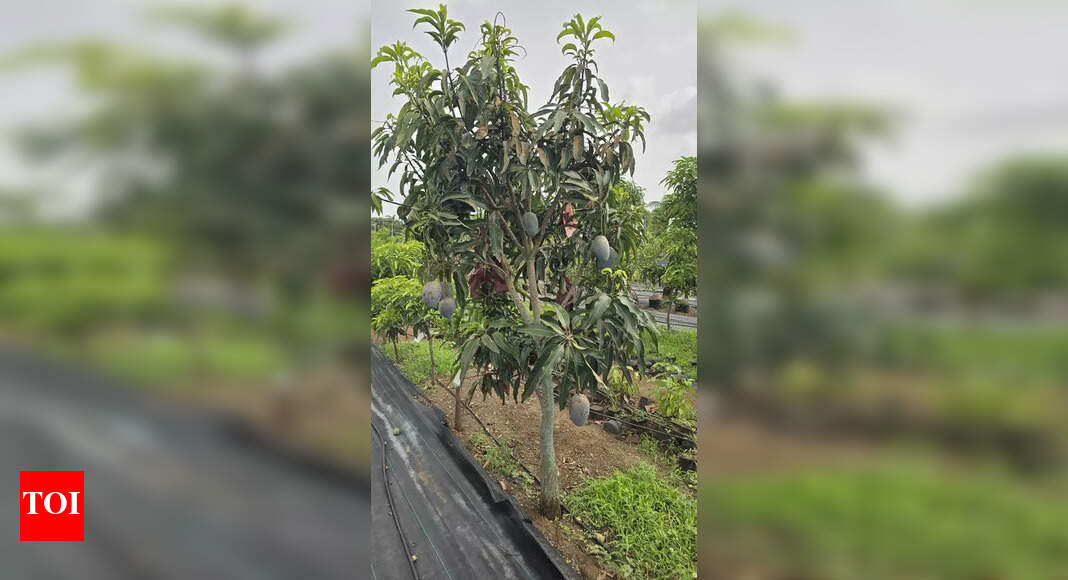 Gujarat Farmers Cultivate New Mango to Extend Season