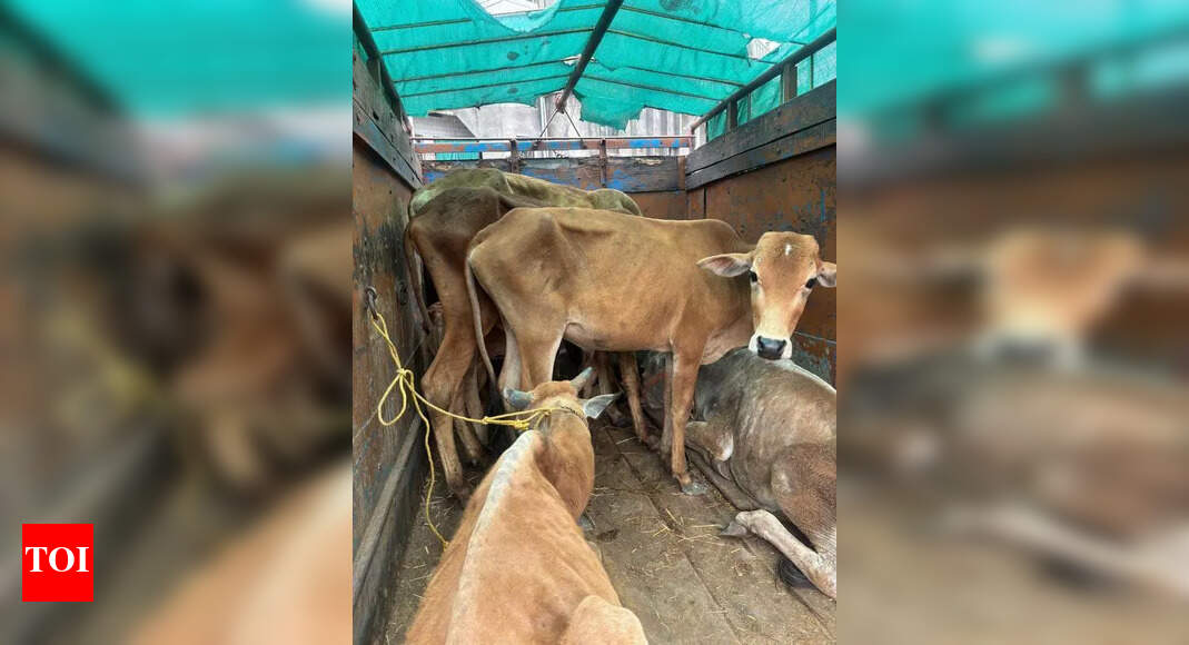Cattle Rescued, Illegal Slaughter Allegations Surface in Nagpur