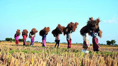 Kharif crop MSP raised; focus on pulses, oil seeds & coarse grains
