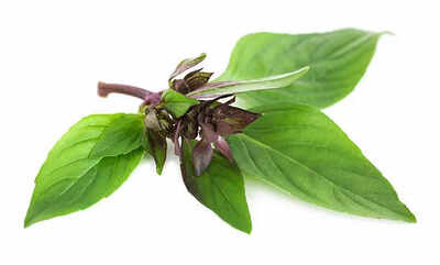 How to use Thai Basil for Rasting Hair on Bald Spots
