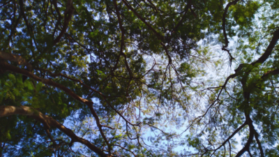 Loggers fell old, native forests on Australian island