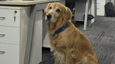 ‘He doesn’t code, he just steals hearts’: Golden Retriever hired as ‘Chief Happiness Officer’ at Hyderabad startup, wins hearts online