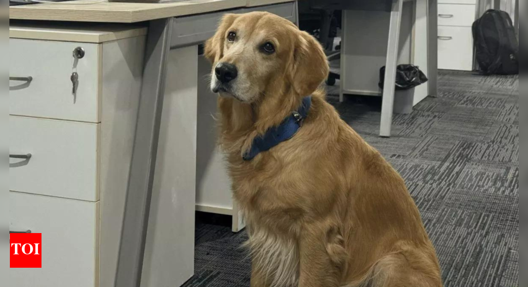 Hyderabad Startup Hires Golden Retriever as Chief Happiness Officer