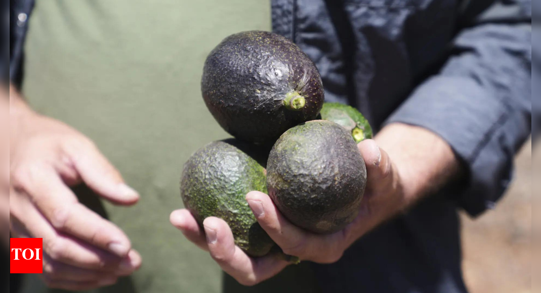 California Avocado Farmers Thrive Thanks to Mexican Imports