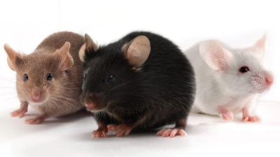 Anti-aging drug cocktail boosts mouse lifespan by 30 percent, offers hope for human longevity