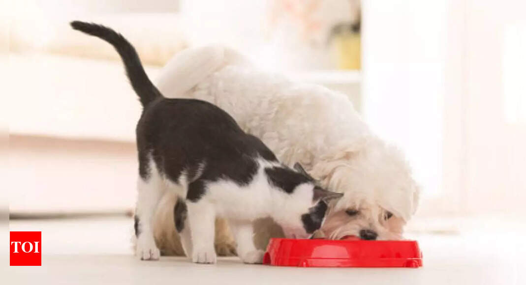 Pet Obesity in India: Challenges and Solutions