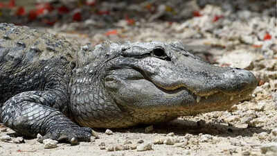 How alligators are transforming and sustaining Florida’s Everglades
