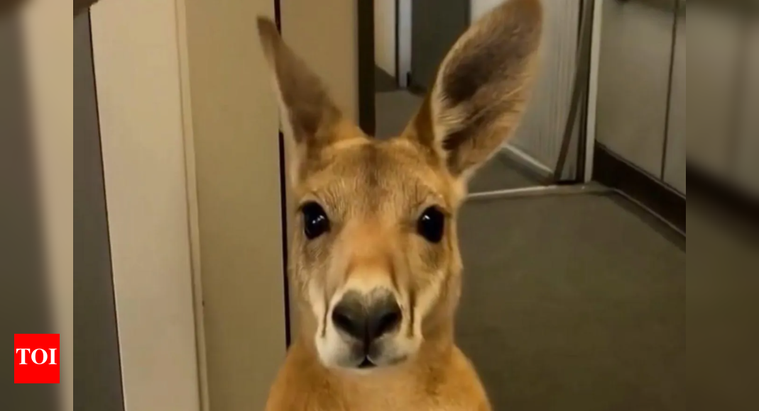 AI-Generated 'Emotional Support Kangaroo' Video Fooled Millions