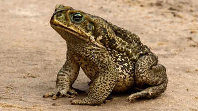 5 animals that can sense natural disasters before they strike