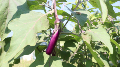 How Patanjali products helped a brinjal farmer in Wardha transition to organic profits